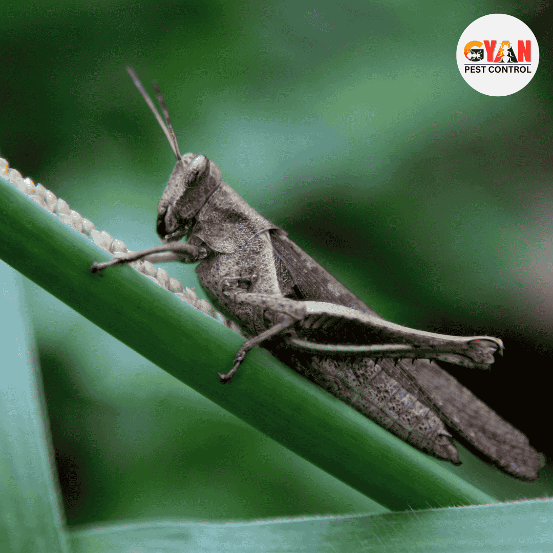 Cricket Insect Control